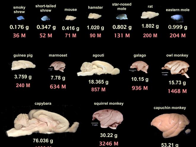 Мозъкът на човека и други животни