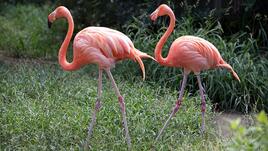 Какво е общото между спанака и фламингото? 