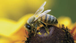 Първа помощ при ухапване от пчели, оси, стършели или паяци