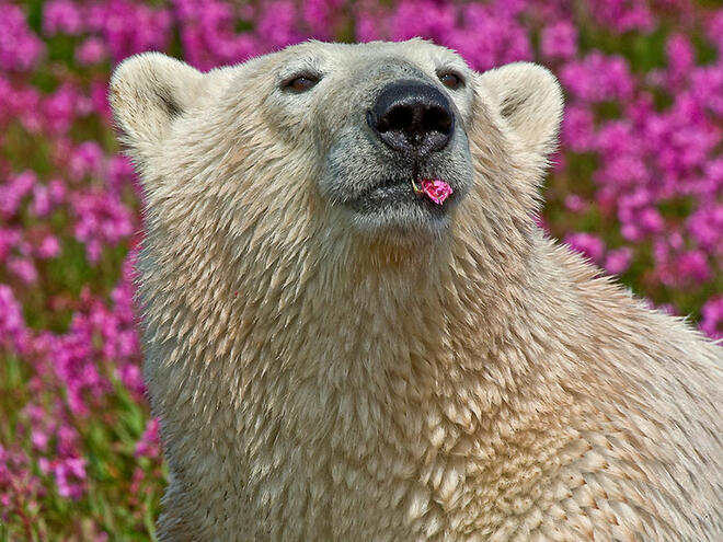 Играта на полярни мечки сред цветята