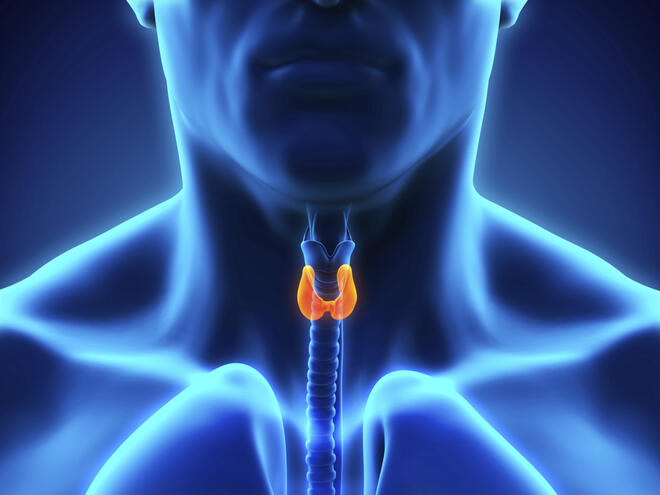 17 знака за проблеми с щитовидната жлеза