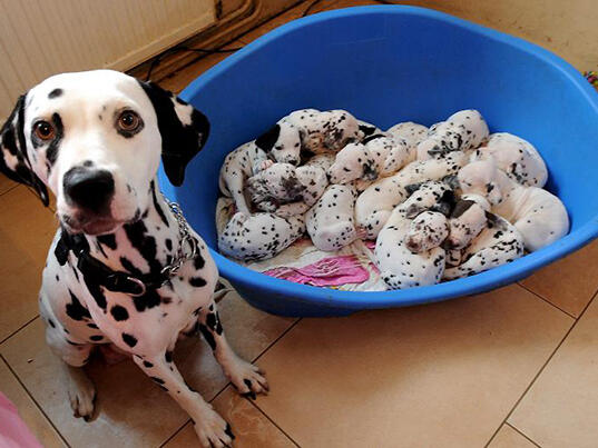 15 горди кучета-майки с техните потомства