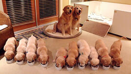 15 горди кучета-майки с техните потомства