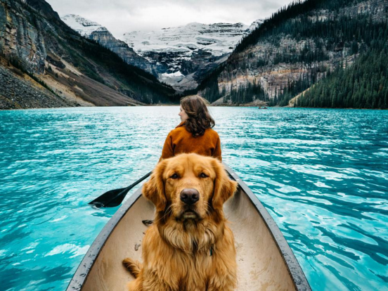 Кучето, което обича да пътува и да се снима
