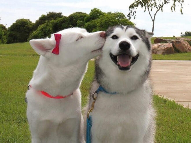 Животните, които се целуват
