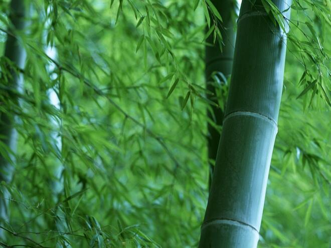 Ново 20: Вода с бамбук - хит в диетите

