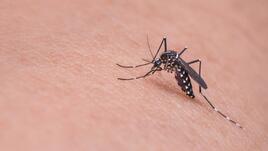 Защо някои хора привличат комарите като магнит?
