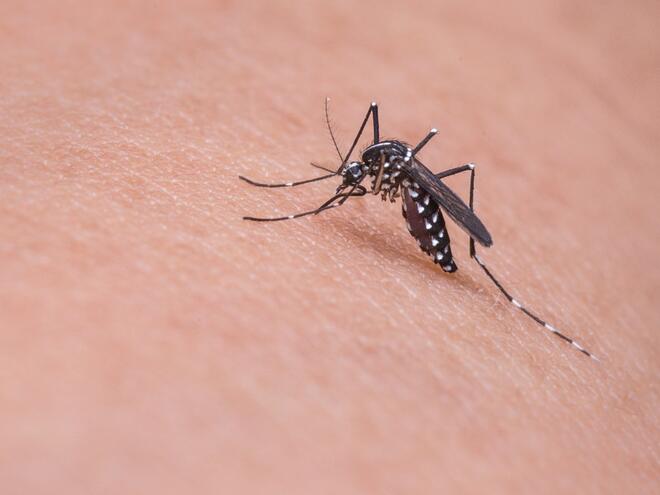 Защо някои хора привличат комарите като магнит?
