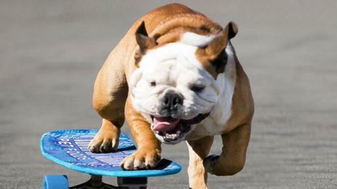 Спортно вдъхновение: куче на скейтборд