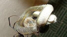 Паяци могат да се черпят със змии, 30 пъти по-големи от тях (ВИДЕО)