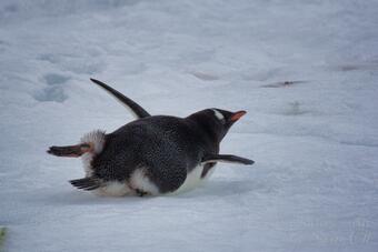 Пингвините имат комичния навик да се пързалят по корем върху сняг и лед. Това занимание се нарича...