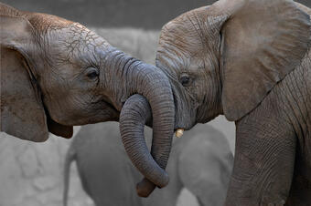Слоновете ни харесват поради много причини, но една от тях е, че в социално отношение много...
