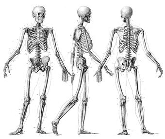 Научен факт на деня: В средностатистическото човешко тяло има достатъчно кости за направата на цял...