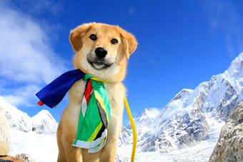 Запознайте се с Рупи - първото куче, достигнало до Базовия лагер на Еверест на височина от 5 364...