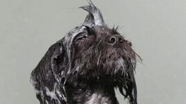 Смешни портрети на мокри кучета 