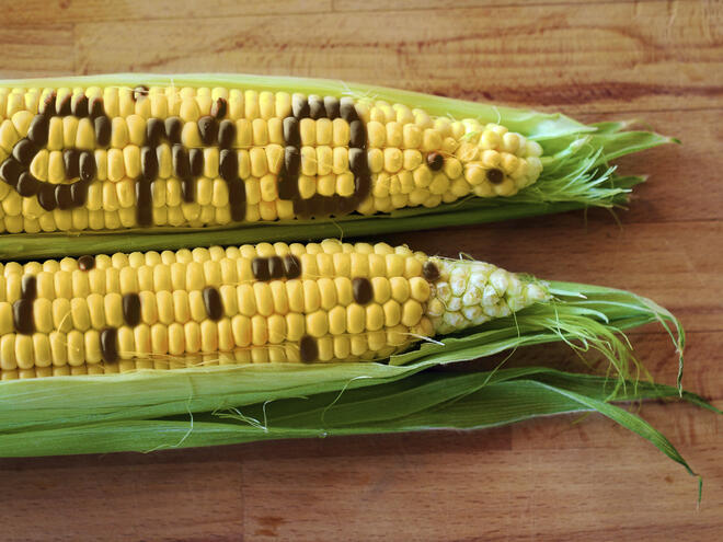 Последствията от употребата на ГМО храни