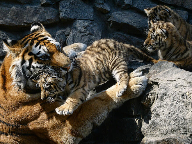 Популацията на тигри нараства за първи път от сто години
