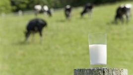 Млякото на Родопите - храна на дълголетници
