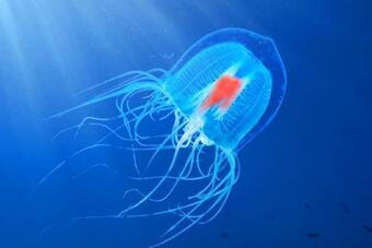на планетата ни има безсмъртно същество!
Turritopsis dohrnii (Безсмъртната медуза) са малък вид...