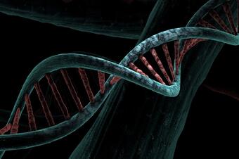 Нашата ДНК съдържа гени от поне 8 ретровируса?
Изненадващо, не цялата полезна ДНК в хромозомите ни...
