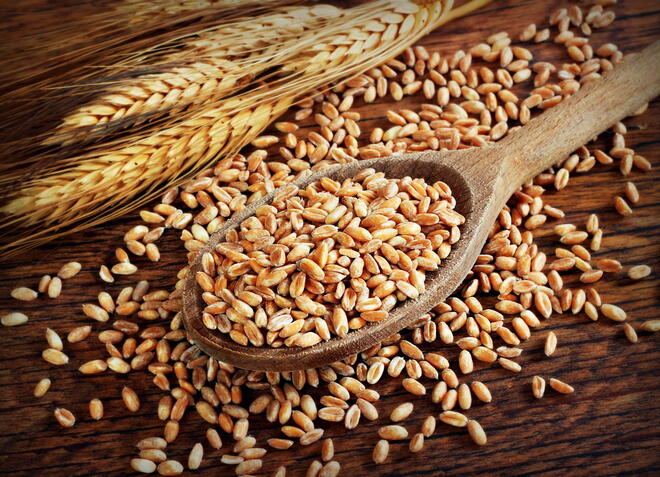 Пшеницата: Хронична отрова за тялото