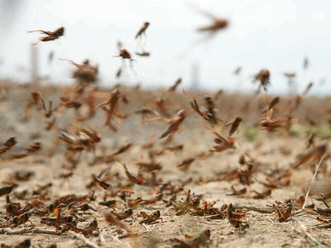 Врачката на Дарина Павлова: Иде бум на болести от насекоми, порои и леки трусове