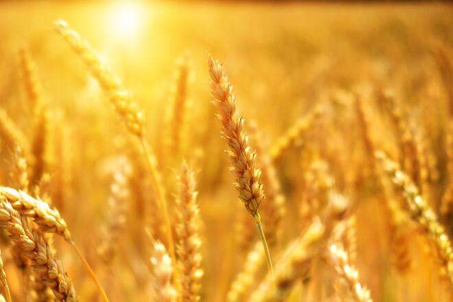 Как да се отървем от дребни камъчета и песъчинки в бъбреците с пшеница?