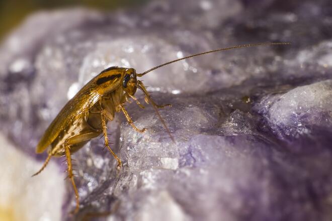 Нашествие от хлебарки удома: Алтернативни методи за борба с тях