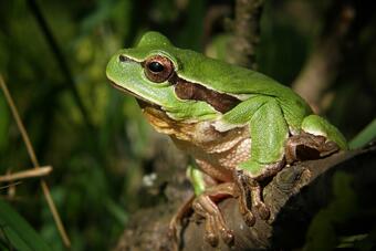 
женските жаби използват намигването като тактика за флирт?

Китайски учени установиха, че...