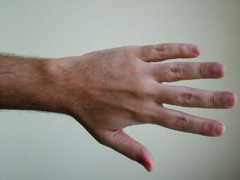 по дължината на показалеца и безименния пръст на ръцете може да се определи продължителността на...