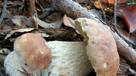 Горските есенни дарове: Три рецепти с гъби