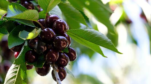 Съединенията в тъмните сладки череши могат да забавят агресивния рак на гърдата
