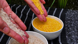 Златен ориз