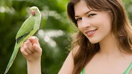 За домашните любимци и здравето: Птиците 