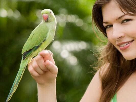 За домашните любимци и здравето: Птиците 