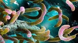 Невидимият свят на микробите