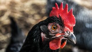 Църквата празнува Сретение Господне, народът почита и Петльовден 