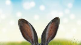 Добре дошли в годината на Черния воден заек! Всичко, което трябва да знаете за нея по знаци