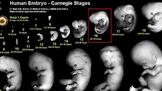 6 удивителни факта за живота преди раждането
