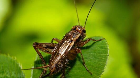 Какво означава, ако в дома ви влезе щурец? 
